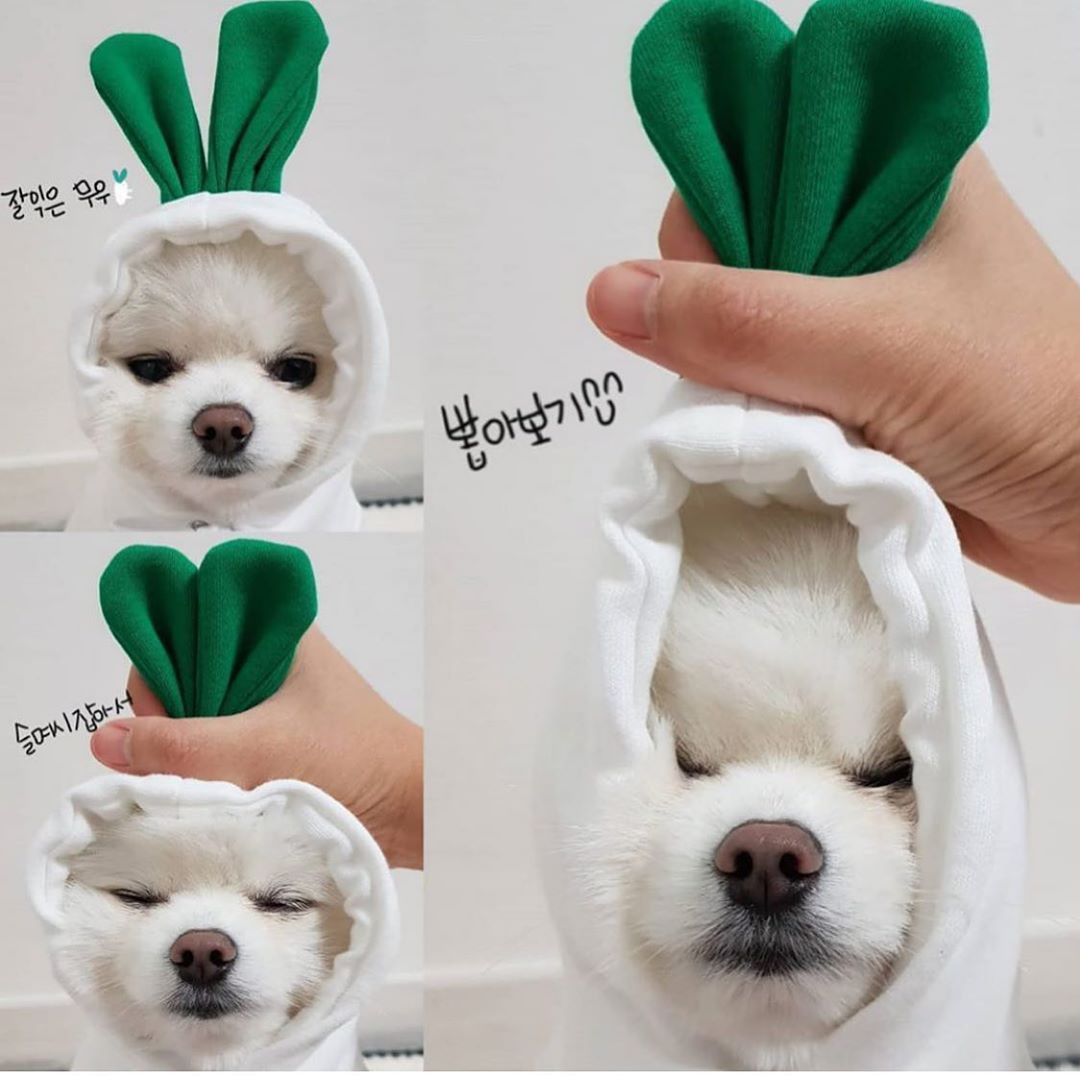 Cute Fruit Hoodie for Small Dogs