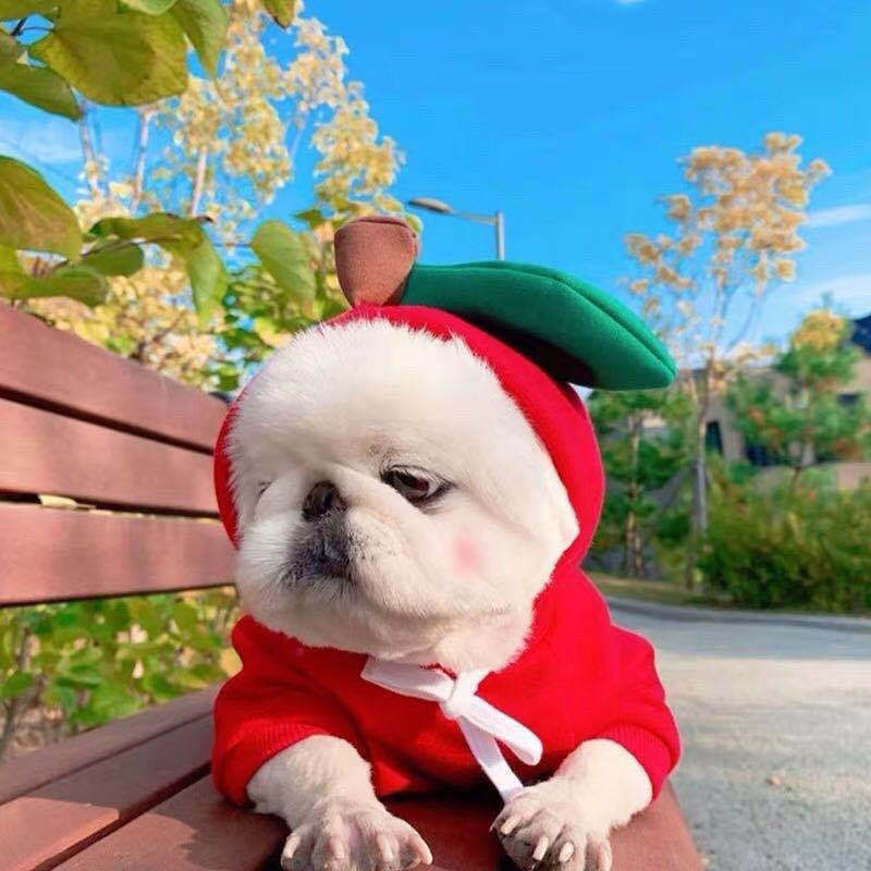 Cute Fruit Hoodie for Small Dogs