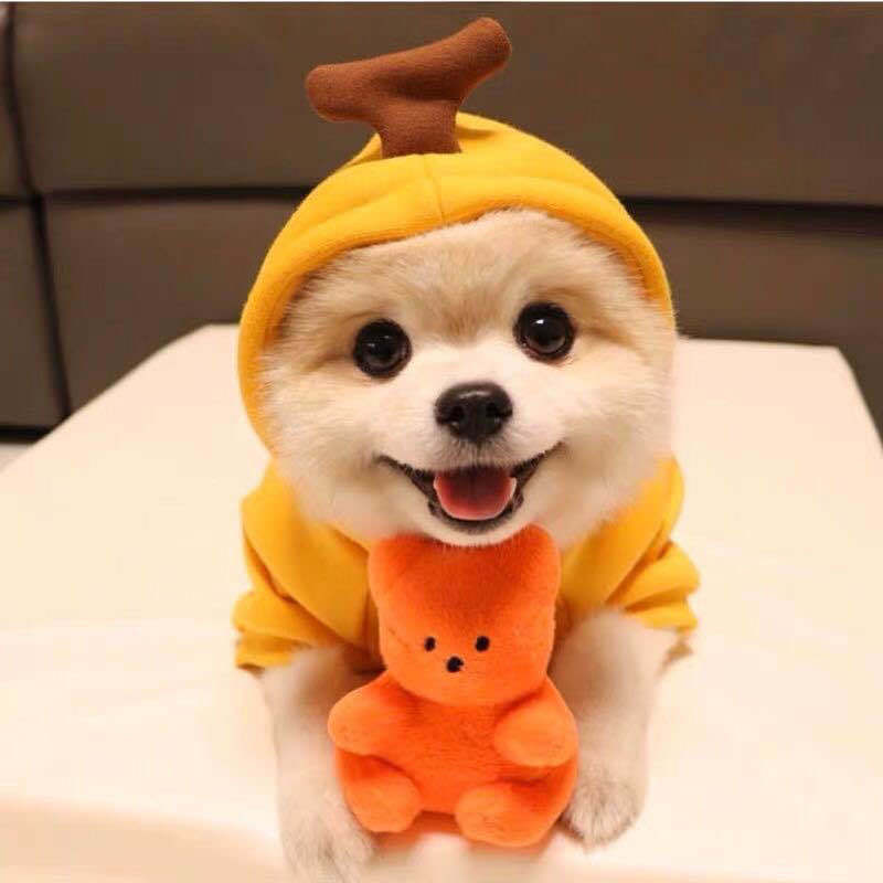 Cute Fruit Hoodie for Small Dogs