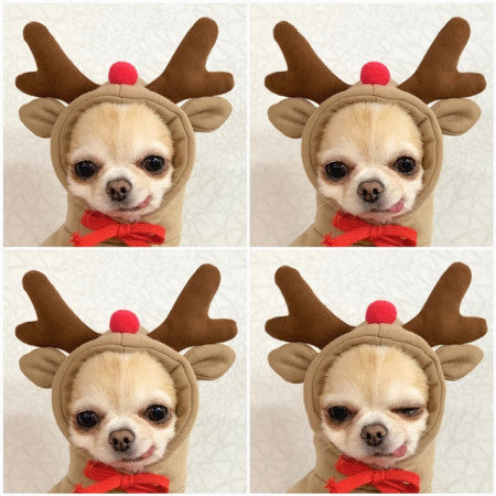 Cute Fruit Hoodie for Small Dogs