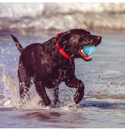 Interactive Electric Rolling Ball for Dogs